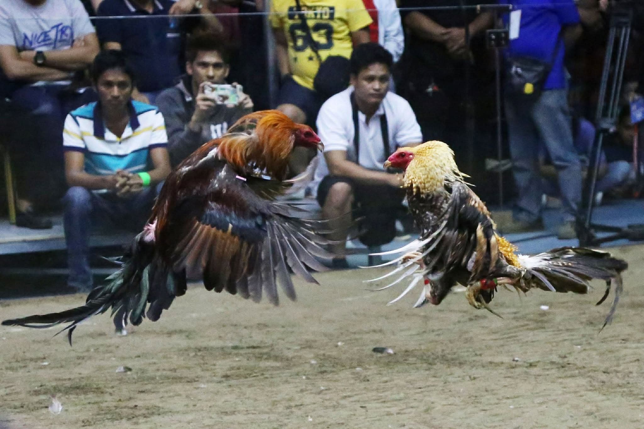 Two roosters meeting in a live e-Sabong arena